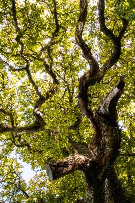 Sessile oak, Heligan Gardens. 2019.